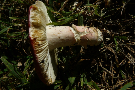 Russula lepida?